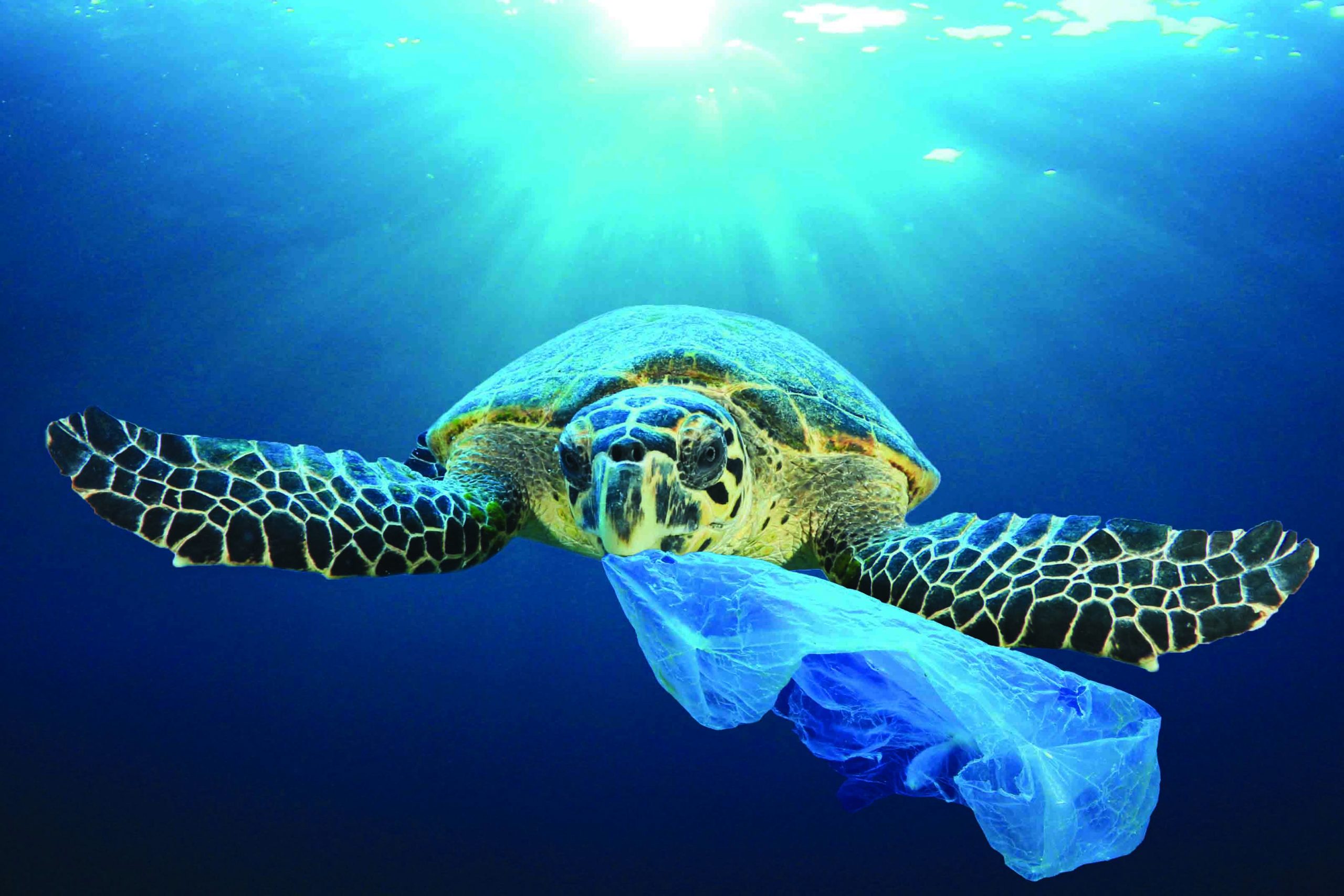 Plastic pollution in ocean environmental problem. Turtles can ea